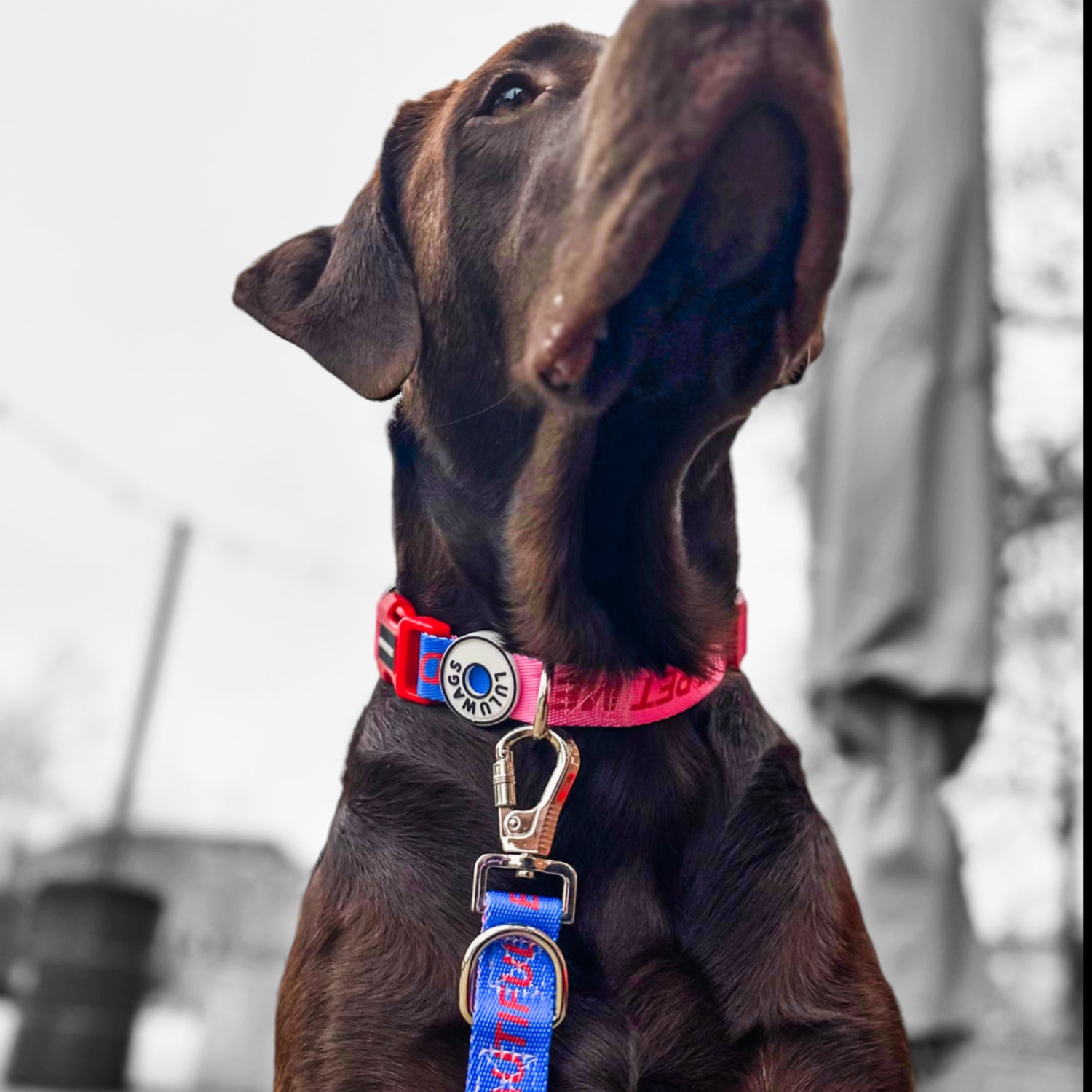 'Don't pet me' © Dog Collar