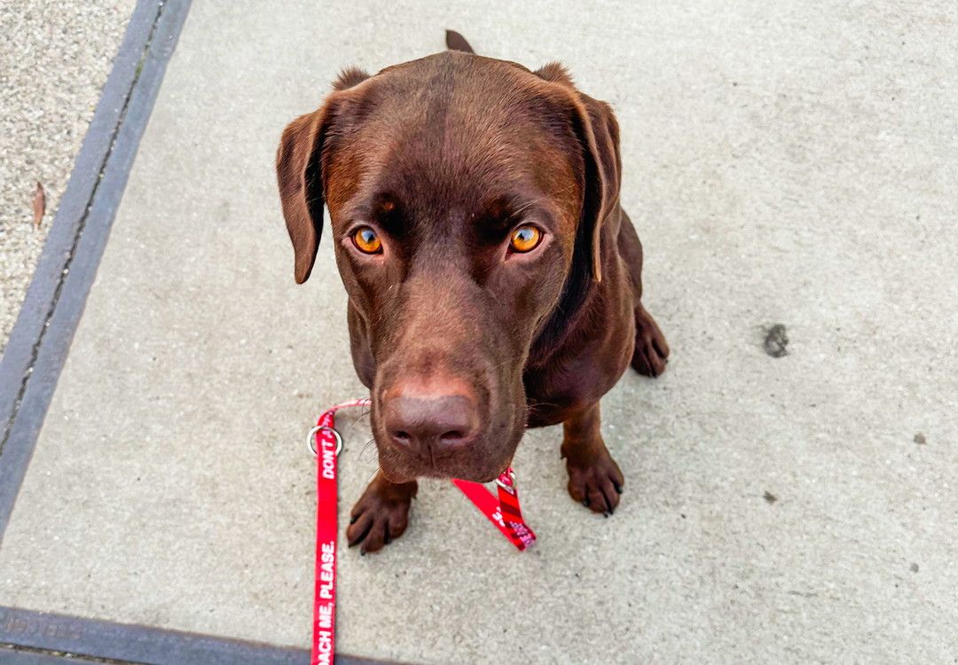 The Do's and Don'ts of Dog Petting