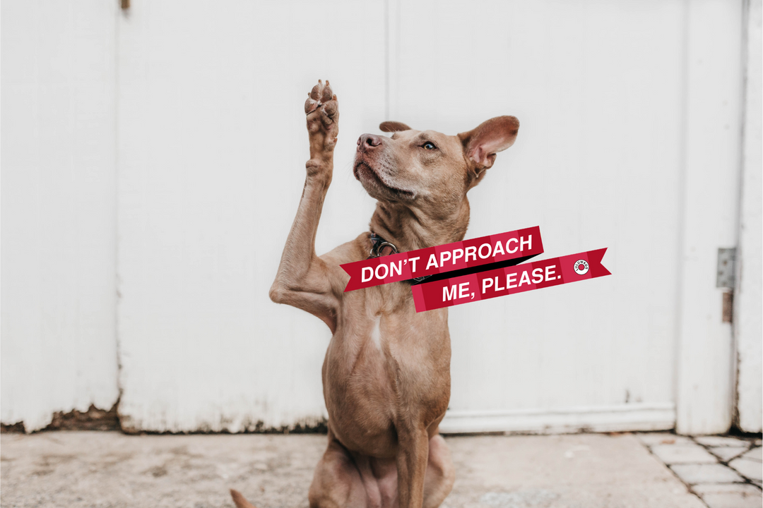 Understanding Dog Body Language: How to Safely Approach Dogs and Respect Their Boundaries