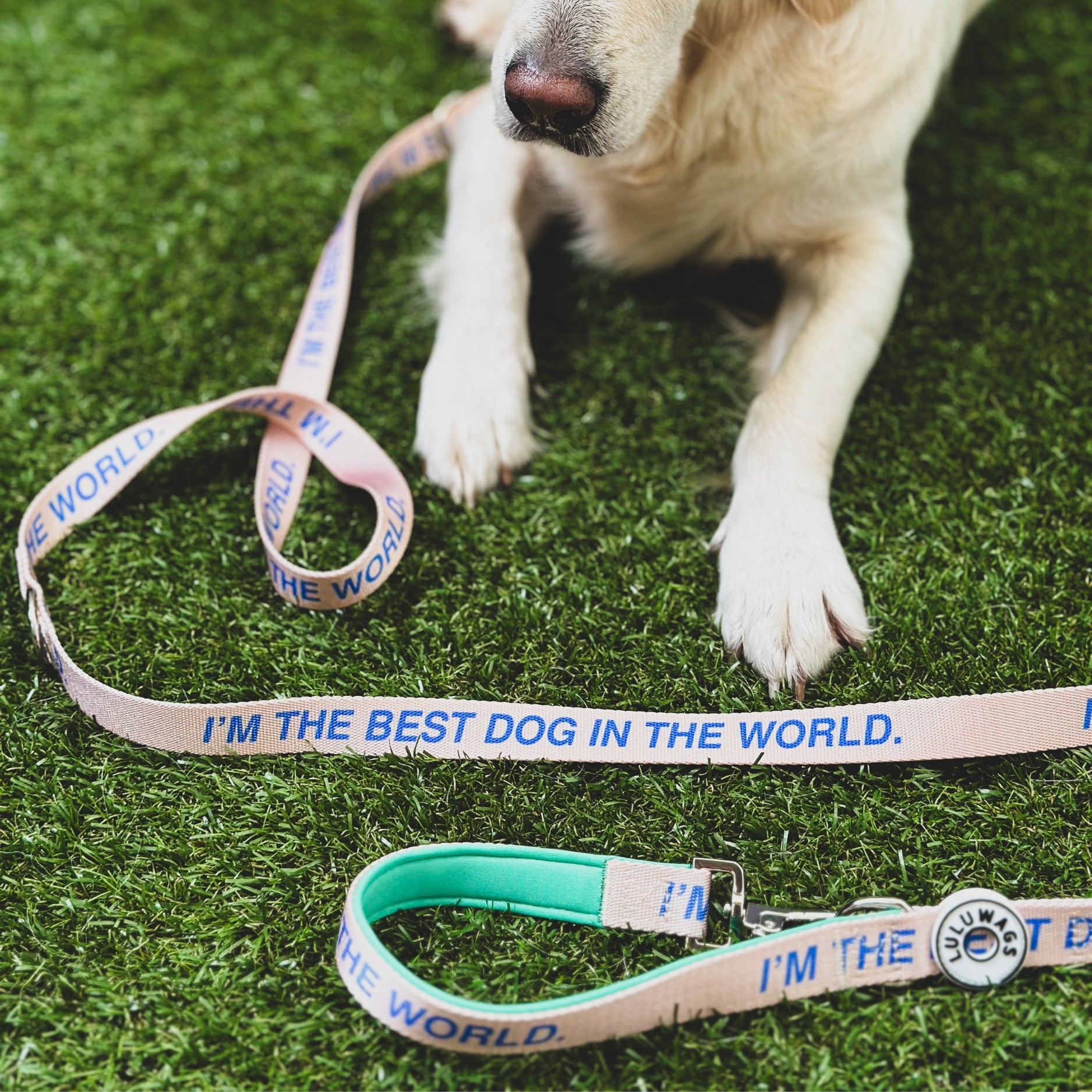 Best dog collar and leash best sale