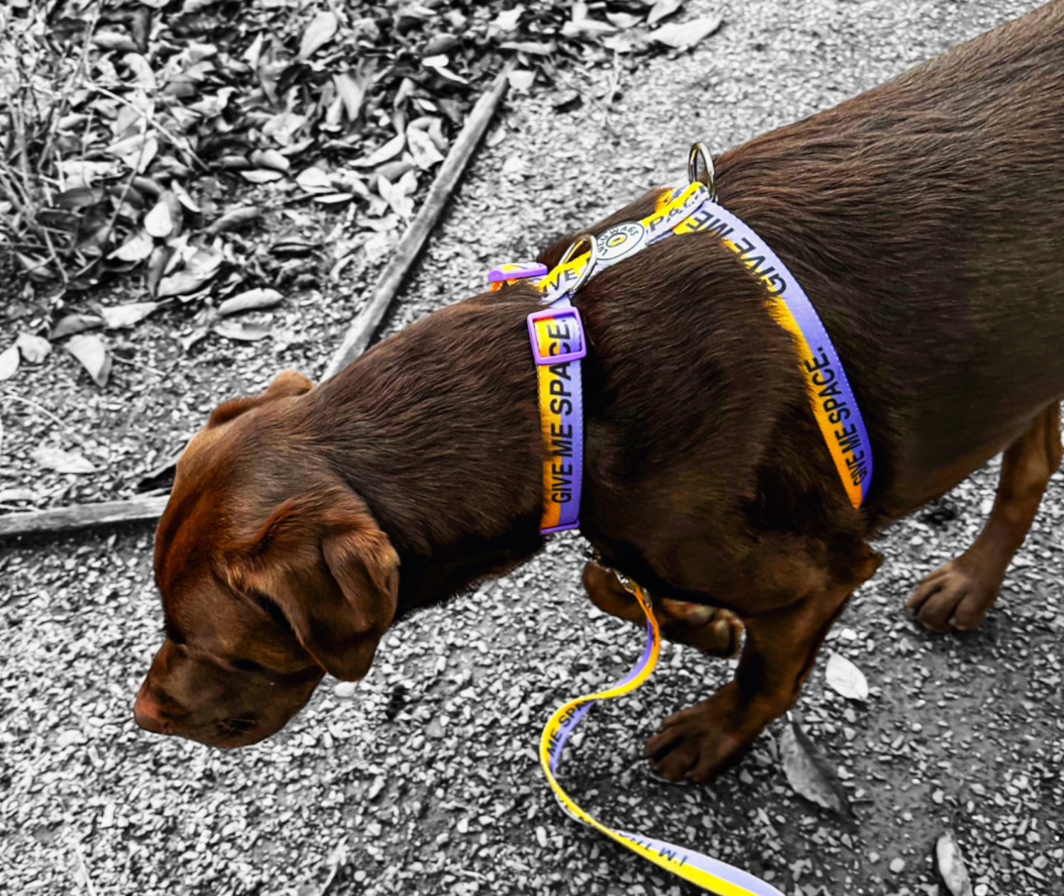 'Give me space' © Dog H-Harness