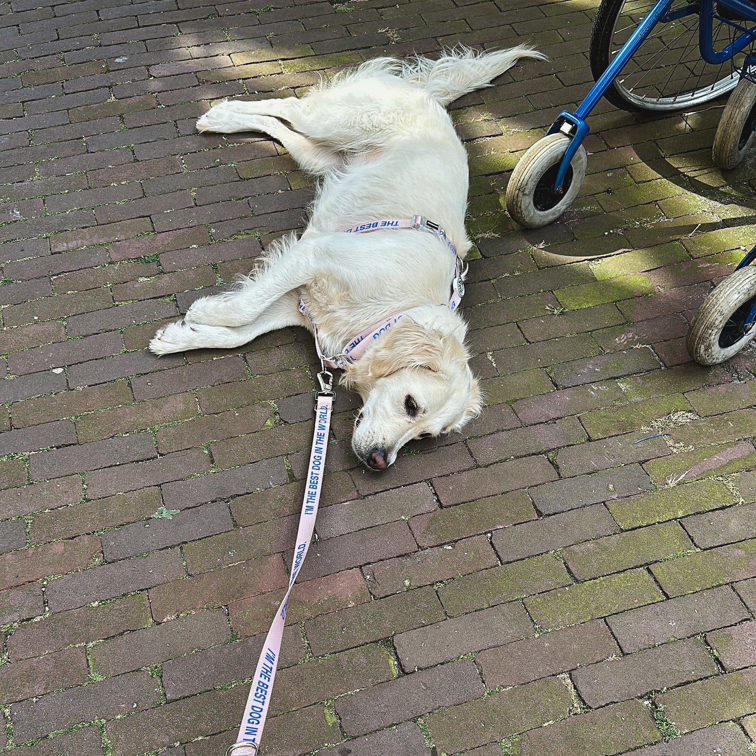 'The Best Dog' © Dog H-Harness