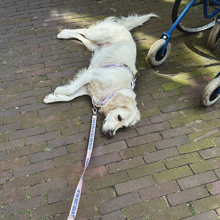 'The Best Dog' © Dog H-Harness