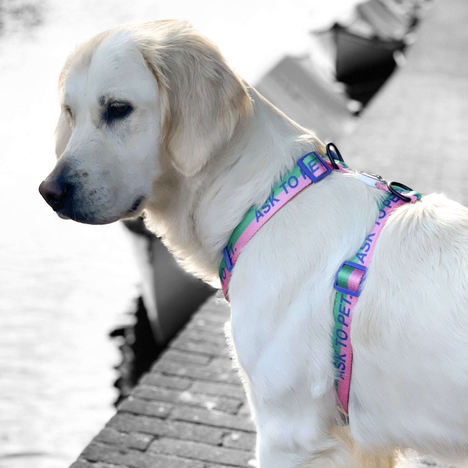 'Ask to pet' © Dog H-Harness