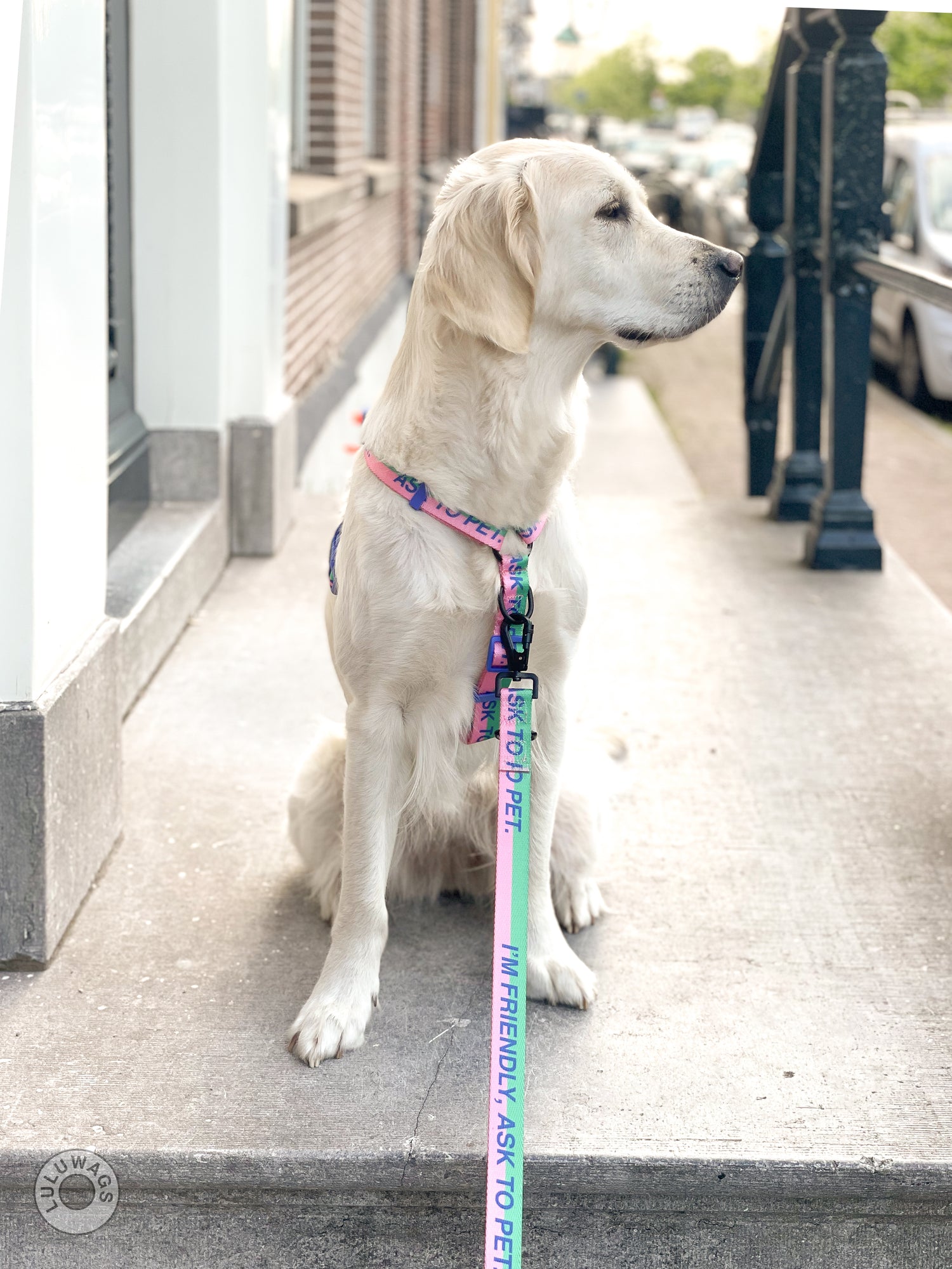 'I'm friendly, ask to pet' © Dog Lead