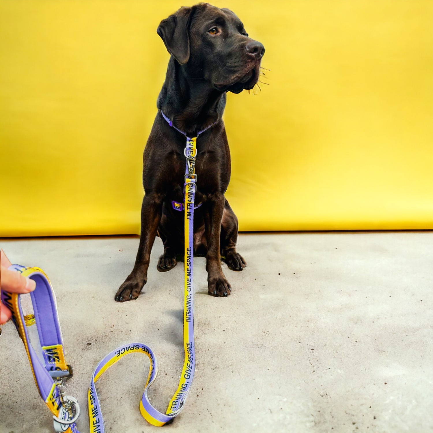 'I'm training, give me space.' © Dog Lead