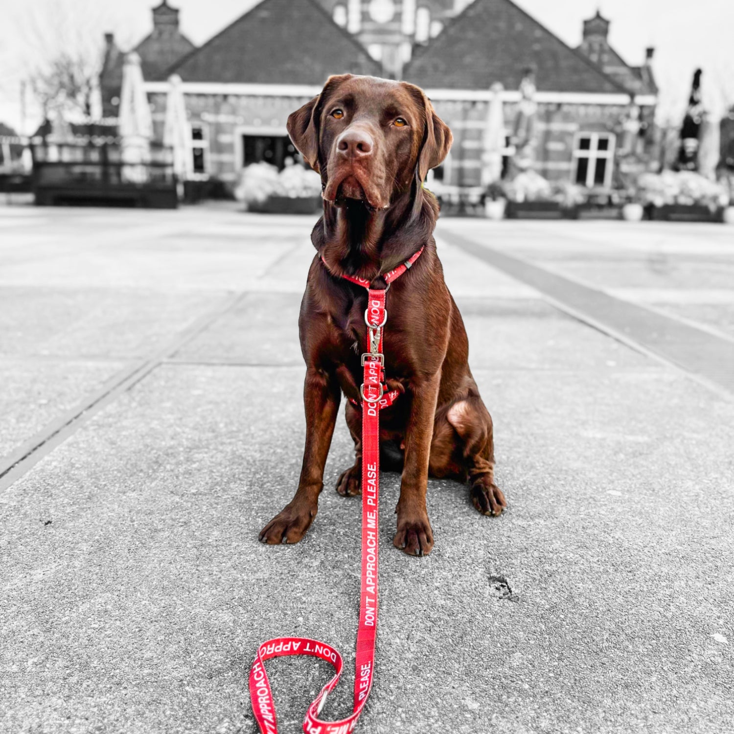 'Don't approach me, please' © Dog Lead