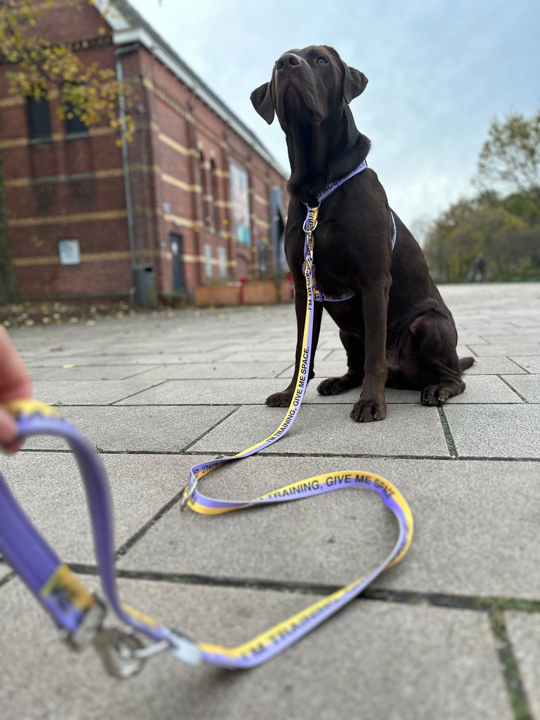 'I'm training, give me space.' © Dog Lead